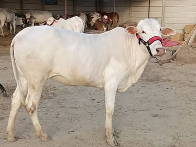 Garmi Mein Mandi Ki Khuwari Choro, Zabeeha Cattle Farm Aao!