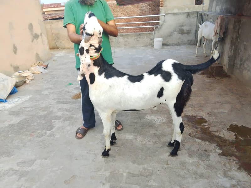 ablak 0