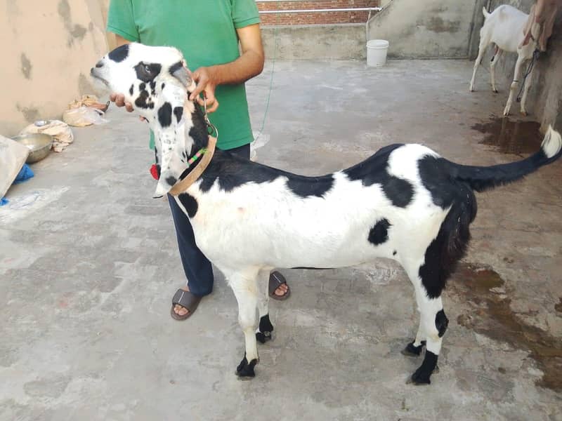 ablak 4