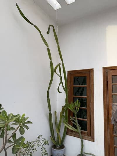 Big / small cactus plat.