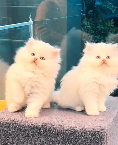 Persian cat triple cod for sale,my WhatsApp 03464644037