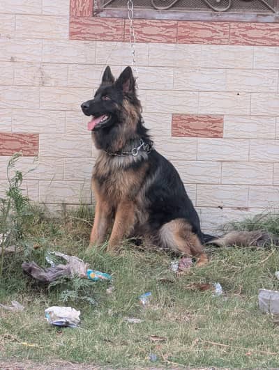 Black mask German shepherd