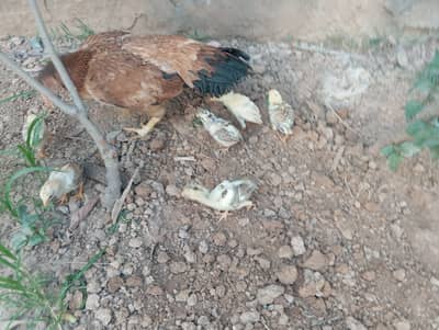 Aseel hen and chicks