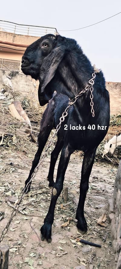 1 bara bakra (heavy weight) aur 3 chotay bakray Qurabi k liy For Sale