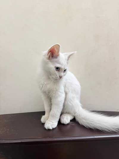 Persian cat 3 months age
