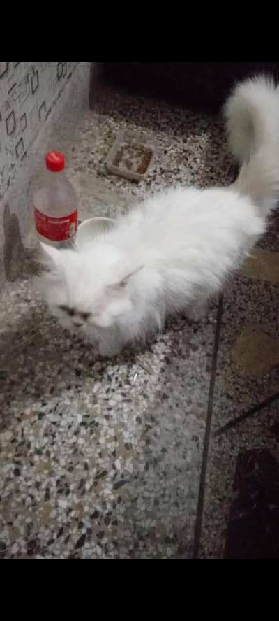 white persian cat