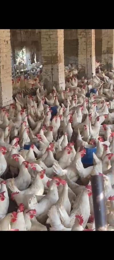 white layer hens