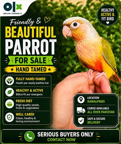 Hand tame pineapple Conure