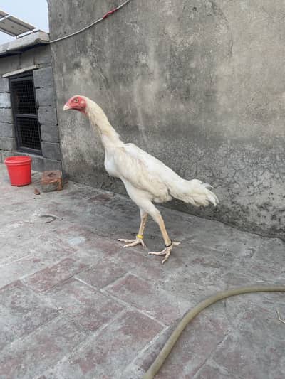 German king oh shamo female for sale