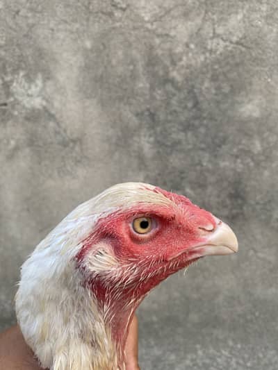 German king oh shamo female for sale