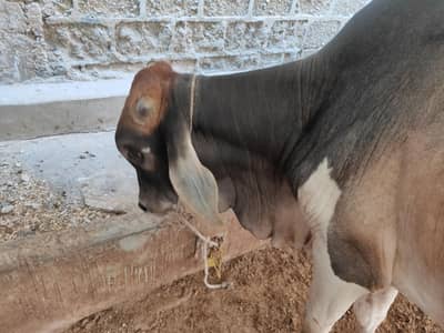 Guarantee Price Qurbani ke liye healthy aur heavy cow 4 mann weight