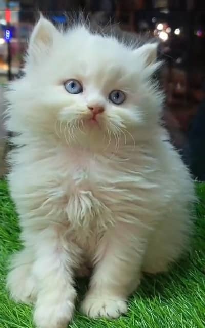 Persian cat triple cod for sale,my WhatsApp 03464644037