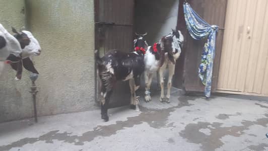 qurbani 2026 bakry