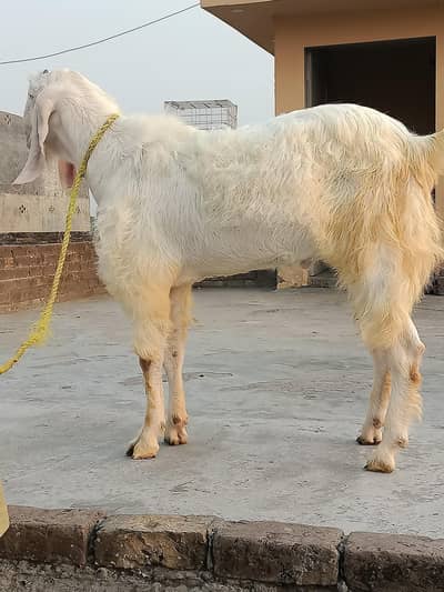 pure Rajanpur gulabi