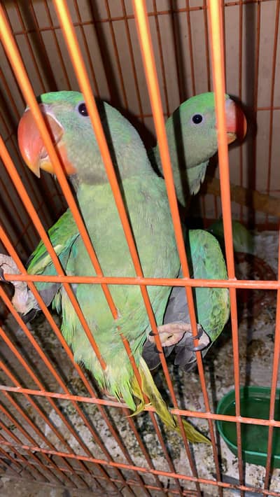 Raw parrots pair for sale