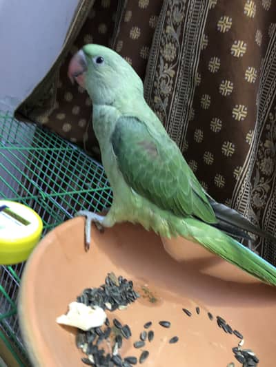 Raw parrot baby 3.5 month