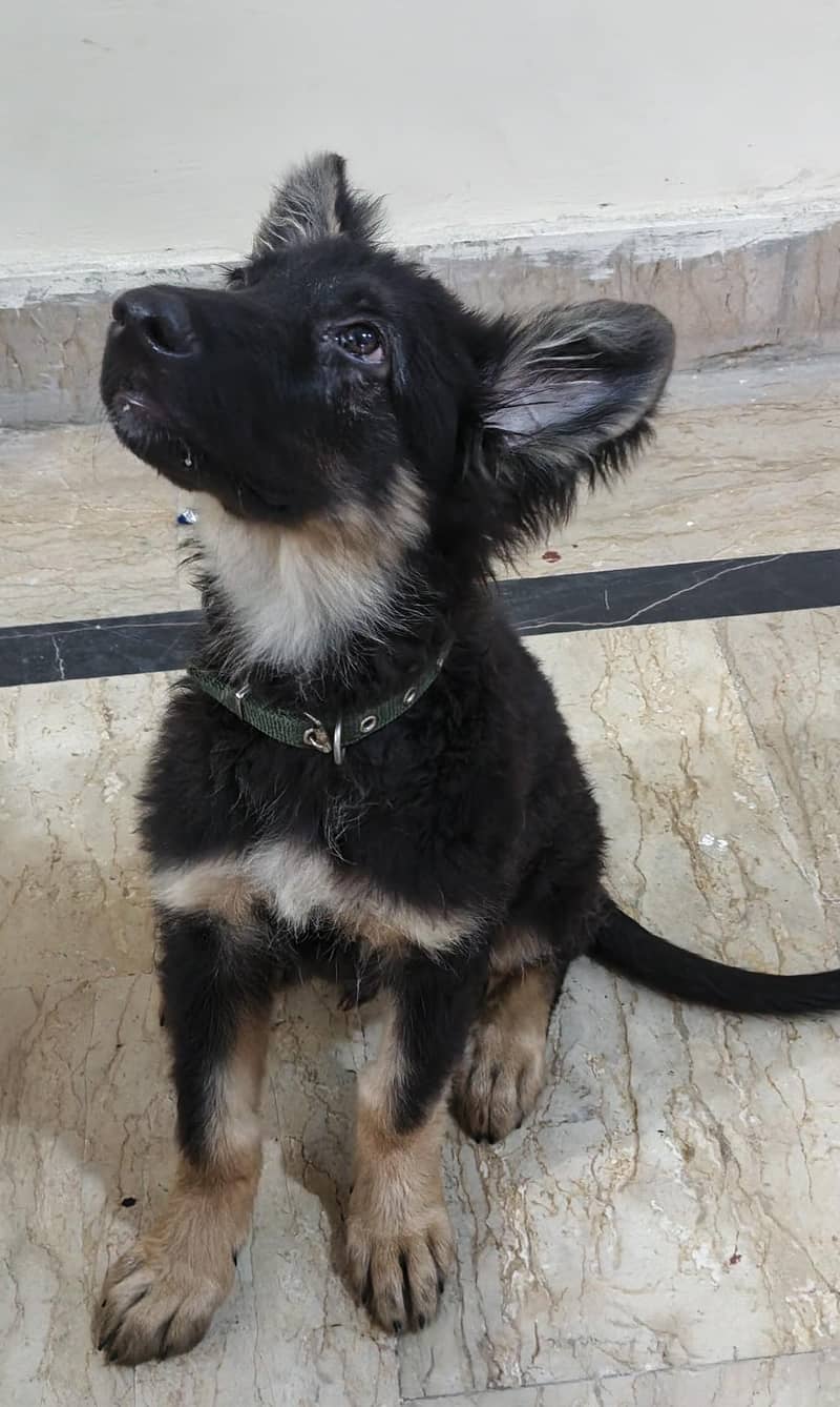 German shepherd Double coat 1