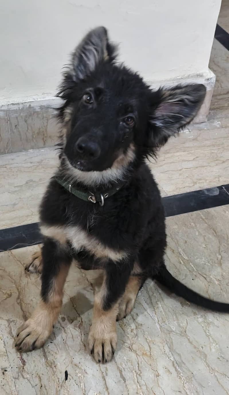 German shepherd Double coat 2