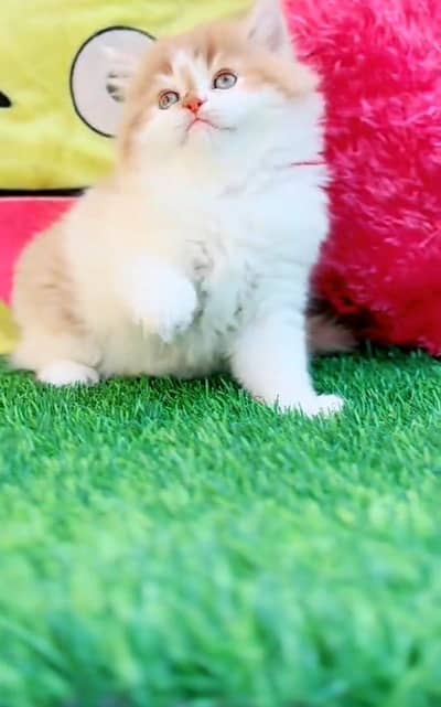 Persian cat triple cod for sale,my WhatsApp 03464644037
