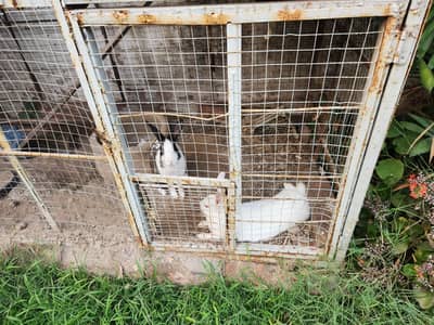 Three rrabbits for sale