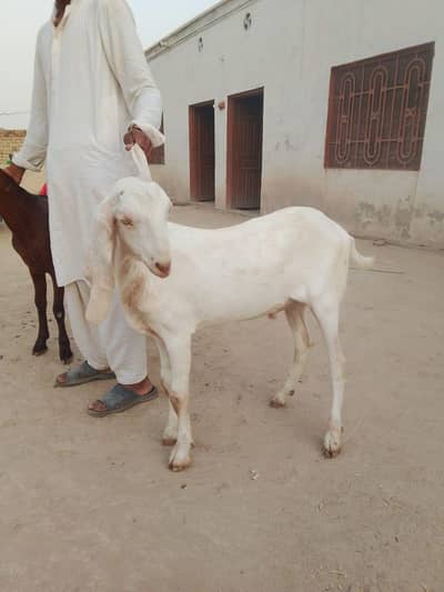 qurbani k lay sell krna ha