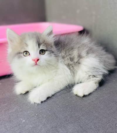 Persian cat triple cod for sale,my WhatsApp 03464644037