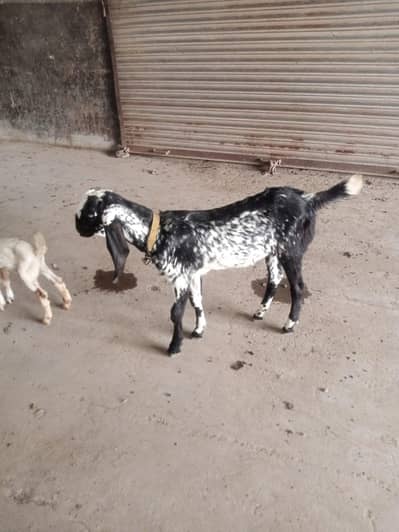3 Bakre For Sell