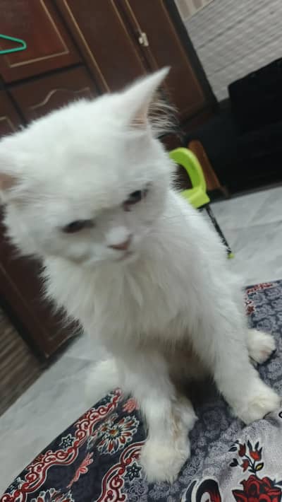 white Russian cat for sale