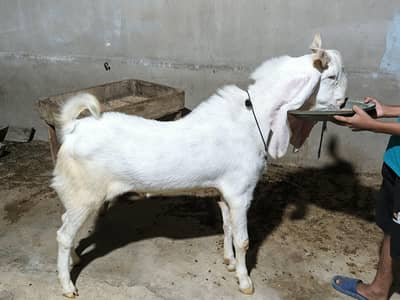 gulabi bakra