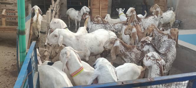 Tawakal Goat Farm Multan