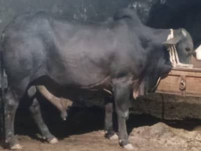 qurbani cow