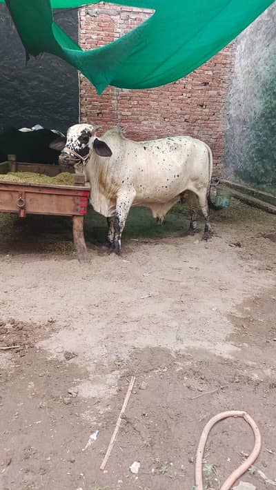 qurbani cow