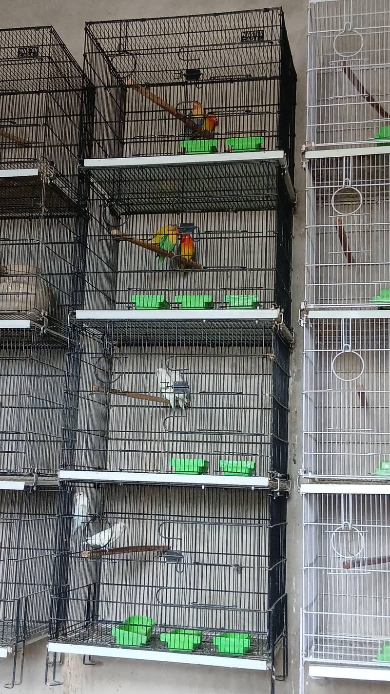 master cages 4 0