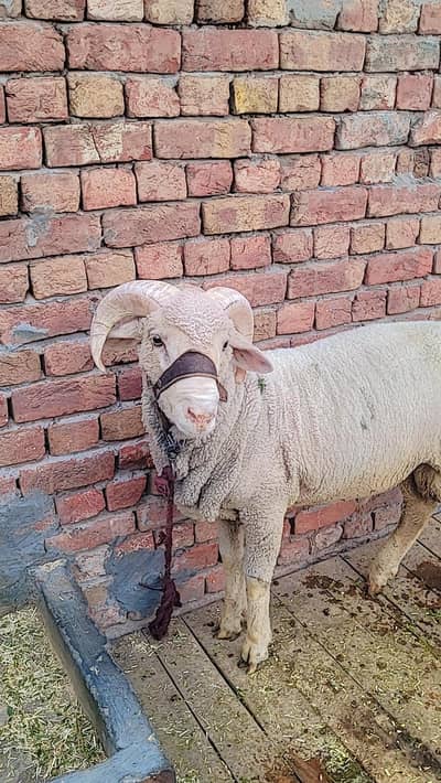 menda bakra