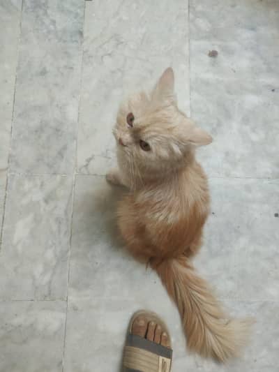 cat and kitten