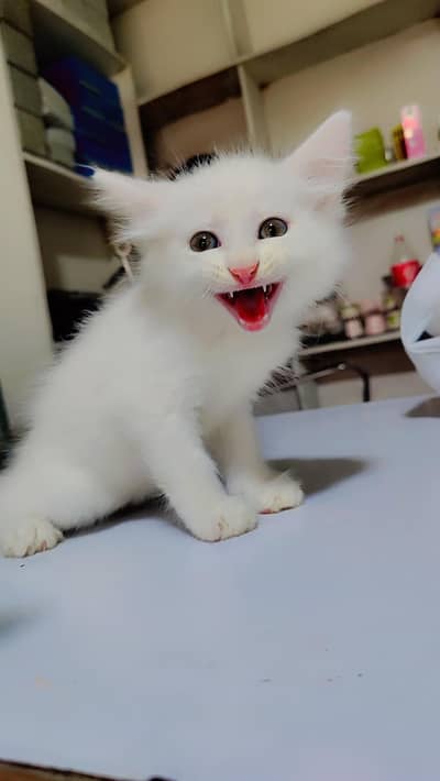 pure Persian cats babes