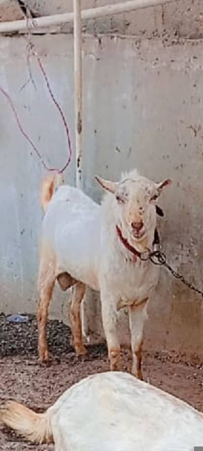 Rasion tada breader qurbani