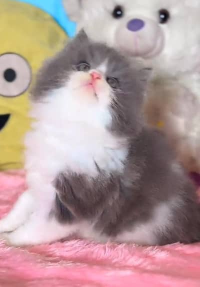 Persian cat triple cod for sale,my WhatsApp 03464644037
