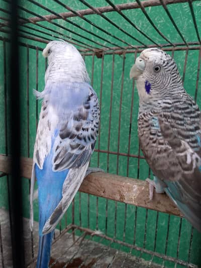 black with ogoromo  big size budgie