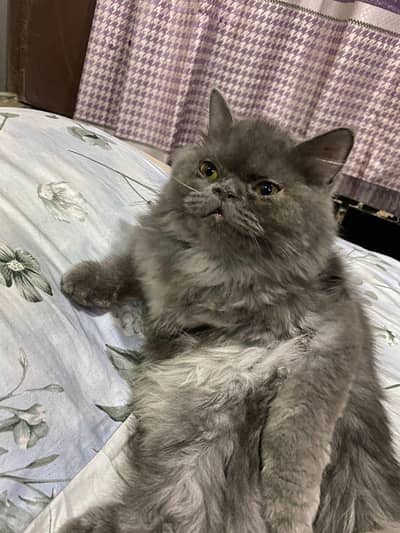 Stunning Punch Face Persian Male CAT for SALE l