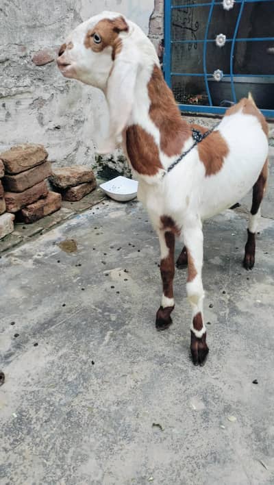 Bakra abluk male