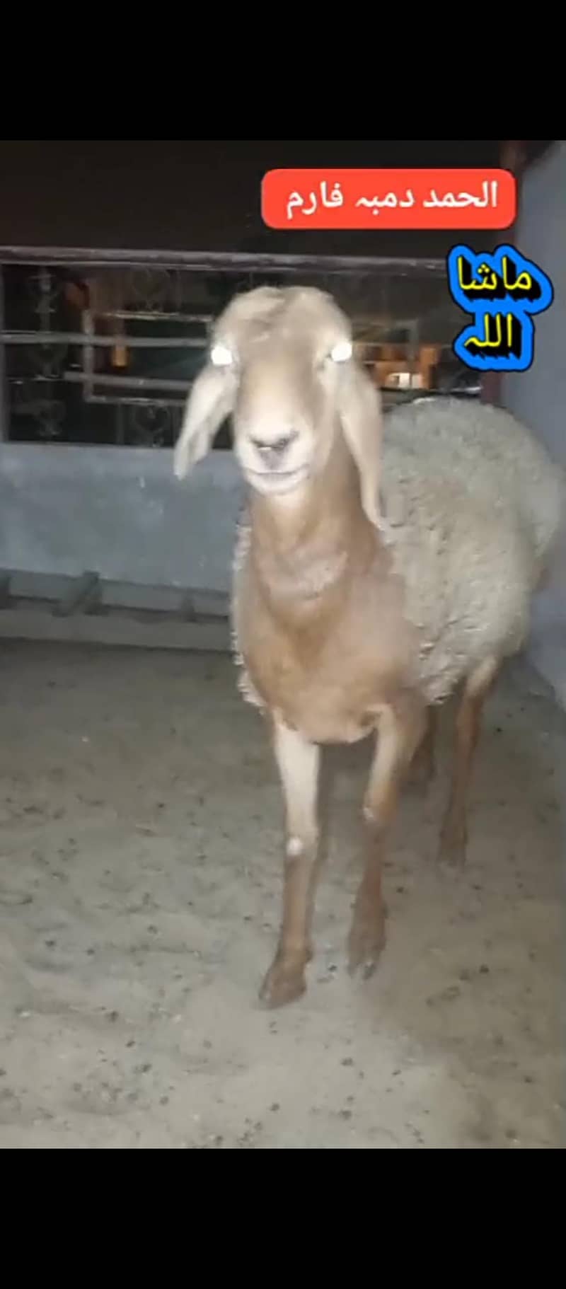 نسلی ترکی شنواری 0
