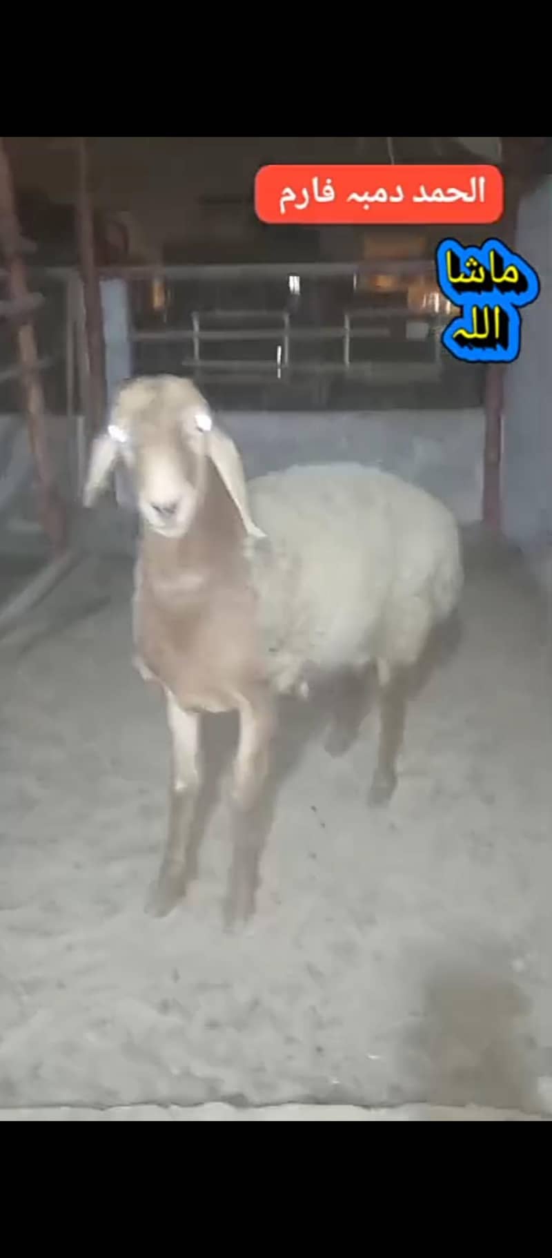 نسلی ترکی شنواری 1