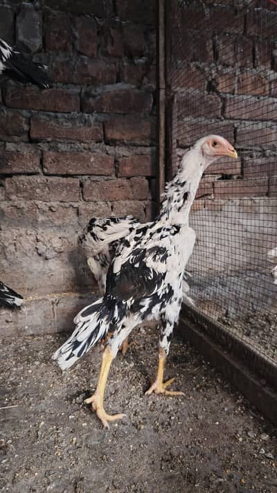 Pure white and Black cheena shamo cross
