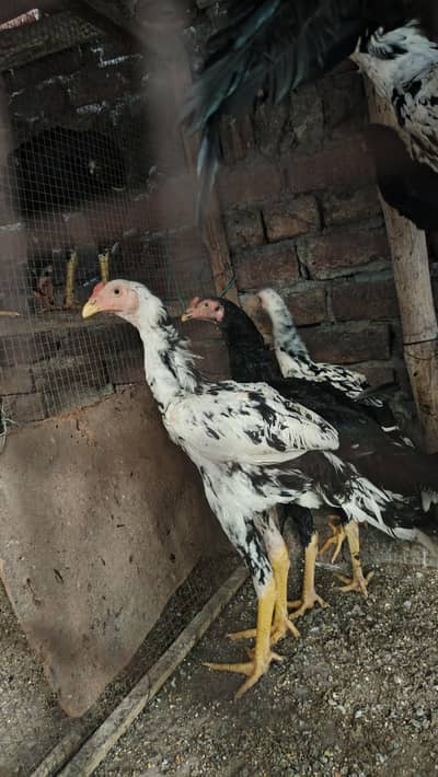 Pure white and Black cheena shamo cross