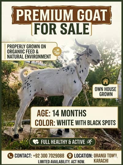 premium quality Bakra Own house grown