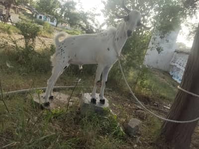 premium quality Bakra Own house grown