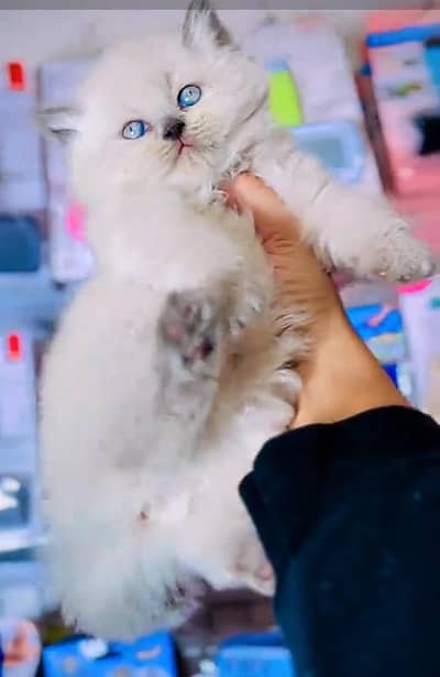 Persian cat triple cod for sale,my WhatsApp 03464644037