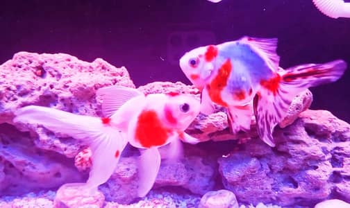 jumbo size imported gold fish A+ quality