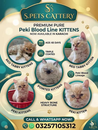 Peki Bloodline Persian Kittens